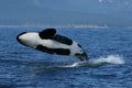 Killer whale breaching Royalty Free Stock Photo