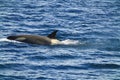 This killer whale can see his dorsal fin.