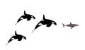 Killer Whale chase hunting great white shark jumping out of water vector illustration isolated. Royalty Free Stock Photo