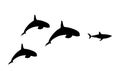 Killer Whale chase hunting great white shark jumping out of water vector silhouette illustration isolated. Royalty Free Stock Photo