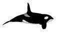 Killer whale - 3D render Royalty Free Stock Photo