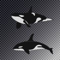 Killer whale in 2 different positions. big white fish orca. Flat illustration on a white background. Realistic app