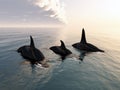 Killer whale family Royalty Free Stock Photo