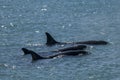 Killer whale family hunting sea lions, Royalty Free Stock Photo