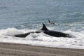 Killer whale family hunting sea lions, Peninsula valdes, Royalty Free Stock Photo