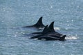 Killer whale family hunting sea lions, Peninsula valdes, Royalty Free Stock Photo