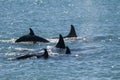 Killer whale family hunting sea lions, Peninsula valdes, Royalty Free Stock Photo