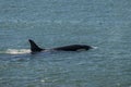 Killer whale family hunting sea lions, Peninsula valdes, Royalty Free Stock Photo