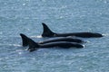 Killer whale family patrolling the coast, Peninsula valdes, Royalty Free Stock Photo