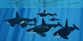 Killer Whale Family