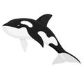 Killer whale fish Royalty Free Stock Photo