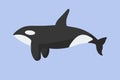 Killer whale flat icon