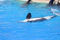 Killer whale flipping around during a show at Sea world Royalty Free Stock Photo