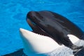 Killer whale is having fun Royalty Free Stock Photo