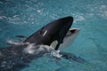 Killer Whale having fun in the ocean