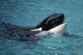 Killer Whale having fun in the ocean Royalty Free Stock Photo