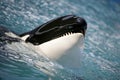 Killer Whale having fun in the ocean Royalty Free Stock Photo