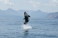 Killer whale high jump Royalty Free Stock Photo