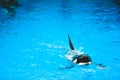 Killer Whale in Shanghai Haichang Ocean Park Royalty Free Stock Photo