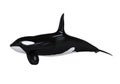 Killer Whale Royalty Free Stock Photo