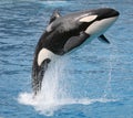 Killer whale jump Royalty Free Stock Photo