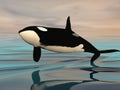 Killer whale jump - 3D render Royalty Free Stock Photo