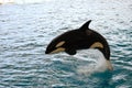 Killer whale jumping