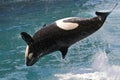 Killer whale jumping out of water