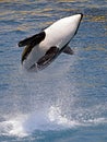 Killer whale jumping out of water Royalty Free Stock Photo