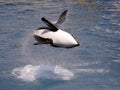 Killer whale jumping out of water Royalty Free Stock Photo