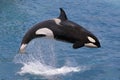 Killer whale jumping out of water Royalty Free Stock Photo