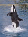 Killer whale jumping out of water Royalty Free Stock Photo