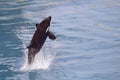 Killer whale jumping out of water Royalty Free Stock Photo