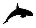 Killer Whale jumping out of water  silhouette illustration isolated on white background. Orcinus Orca. Underwater life. Royalty Free Stock Photo