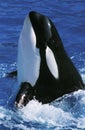 Killer Whale Royalty Free Stock Photo