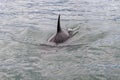 Killer whale Latin Orcinus orca - marine mammal Royalty Free Stock Photo