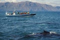 Killer whale and motorboat in water landscape photo