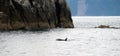 Killer Whale North Pacific Ocean Sea Life Marine Mammal Royalty Free Stock Photo