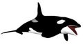 Killer whale opening mouth - 3D render Royalty Free Stock Photo