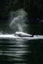 Killer Whale Orca coming up for breath
