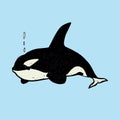 Killer whale Orca, hand drawn doodle gravure vintage style, sketch, colorful vector Royalty Free Stock Photo