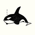 Killer whale Orca, hand drawn doodle gravure vintage style, sketch Royalty Free Stock Photo