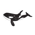 Killer whale Orca, hand drawn doodle, sketch, vector outline illustration