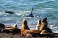 Killer Whale, Orca, hunting a sea lions , Peninsula Valdes,