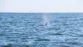 The dorsal fin of a killer whale is visible above the waters of the Pacific Ocean near the Kamchatka Peninsula, Russia. Royalty Free Stock Photo