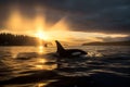 Killer whale Orca traveling on ocean at sunset. Amazing Wildlife. Generative Ai Royalty Free Stock Photo