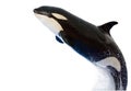 A killer whale, Orcinus Orca,