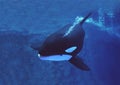 KILLER WHALE orcinus orca, ADULT Royalty Free Stock Photo