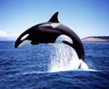 Killer Whale, orcinus orca, Adult Breaching, Channel near Orca`s Island Royalty Free Stock Photo