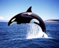 ORQUE EPAULARD orcinus orca Royalty Free Stock Photo